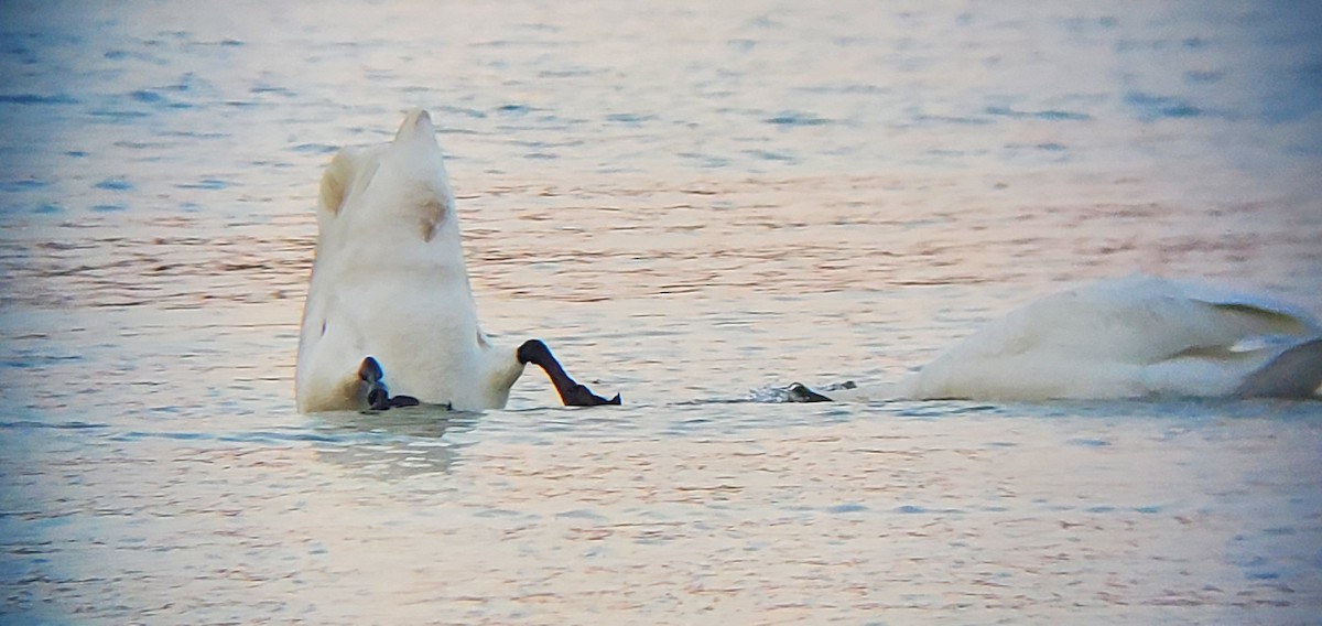 Trumpeter Swan - ML620874503