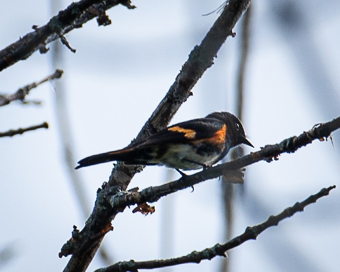 American Redstart - ML620874507