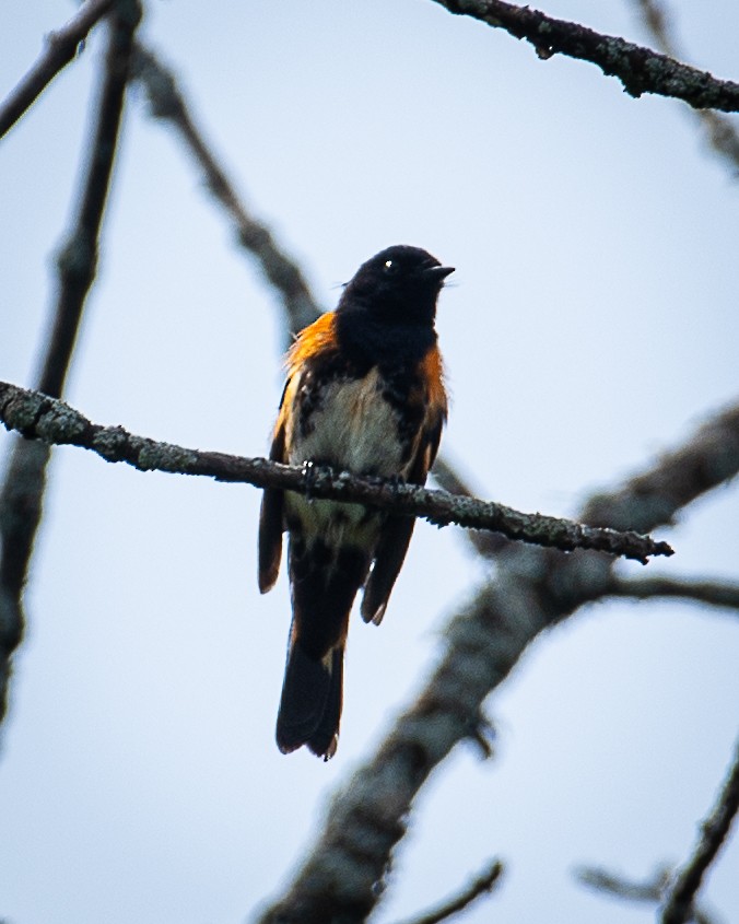 American Redstart - ML620874508