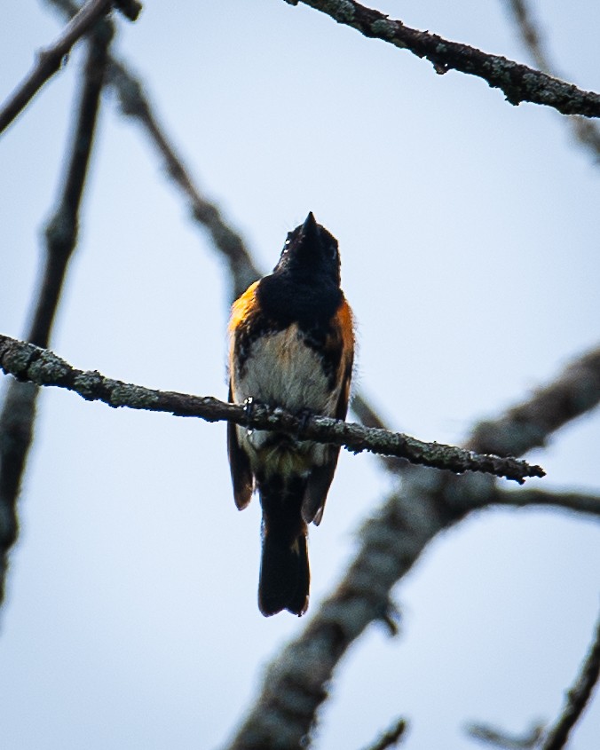 American Redstart - Martin Tremblay