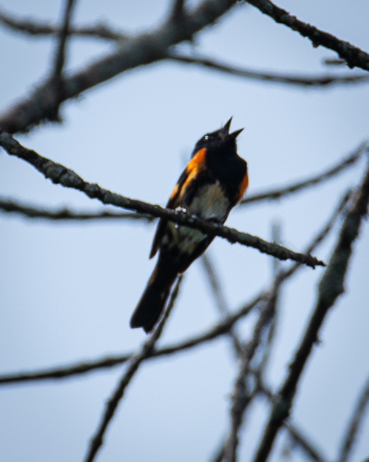 American Redstart - ML620874513