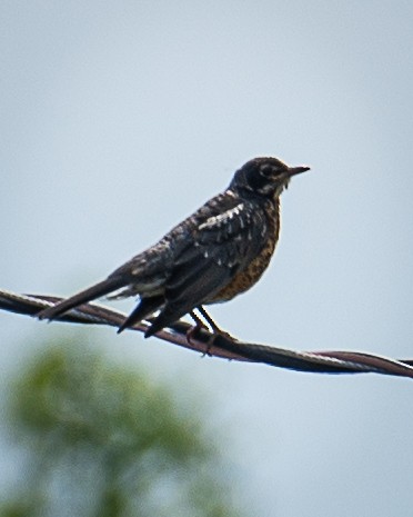 American Robin - ML620874524