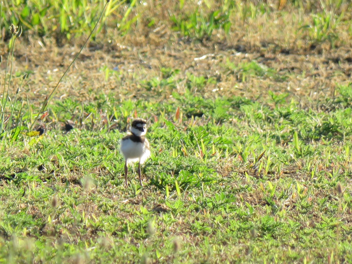 Killdeer - ML620874526