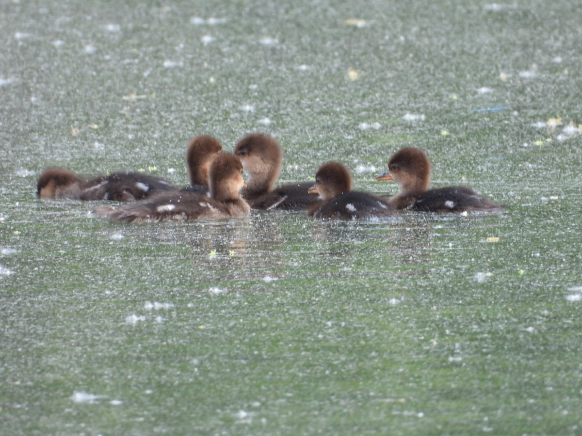 Hooded Merganser - ML620874531