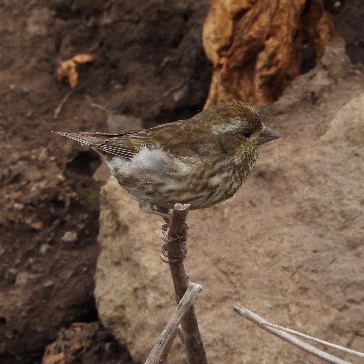 Purple Finch - ML620874543