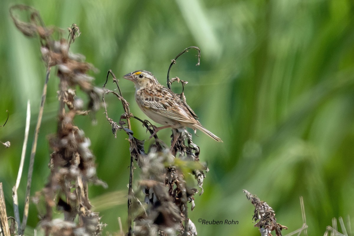 Grasshopper Sparrow - ML620874549