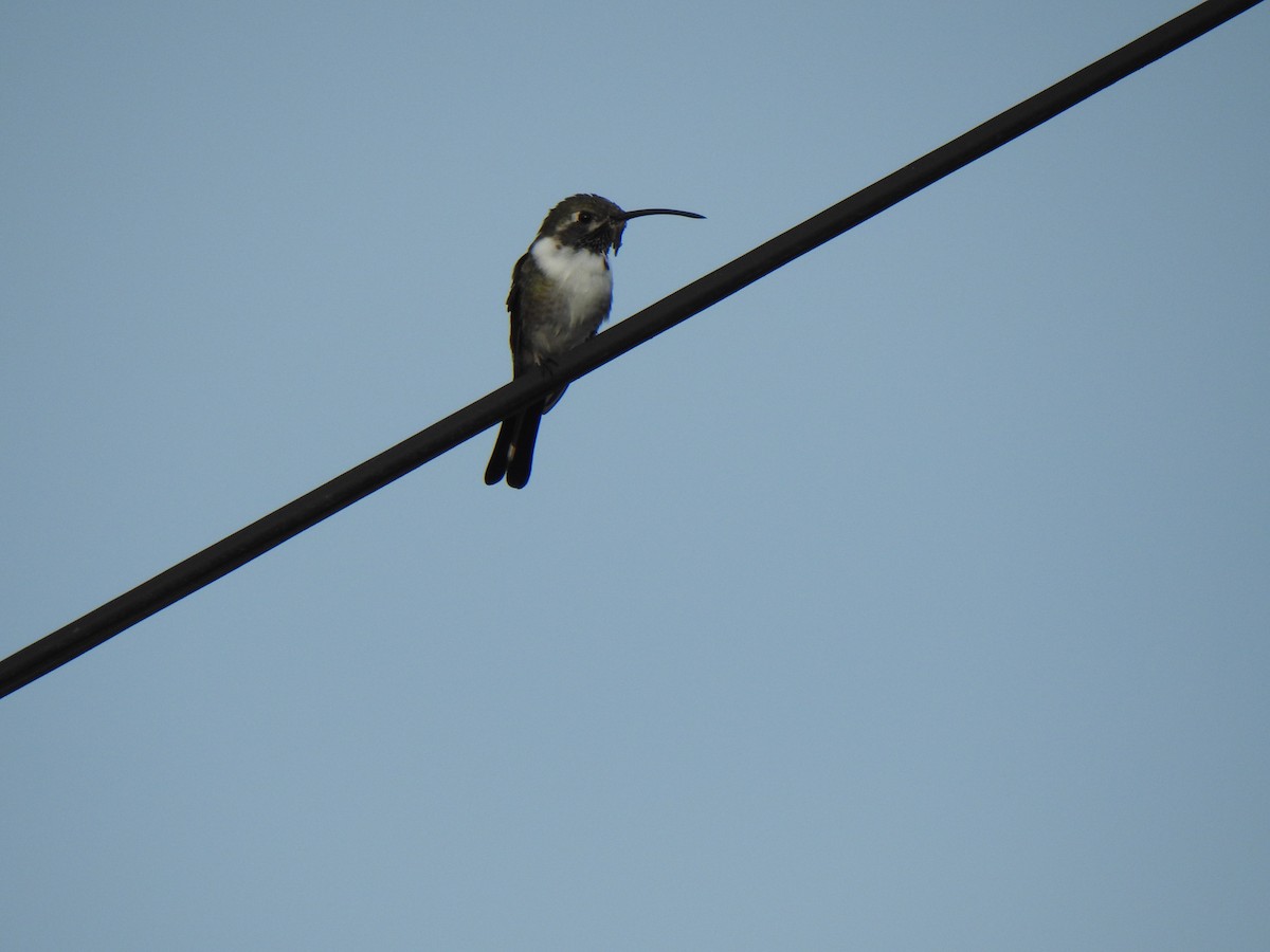 Mexican Sheartail - ML620874550