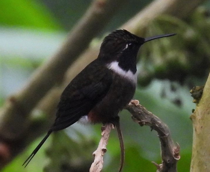 Purple-throated Woodstar - Carolyn Beach