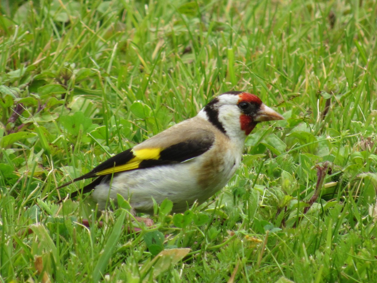 European Goldfinch - ML620874562