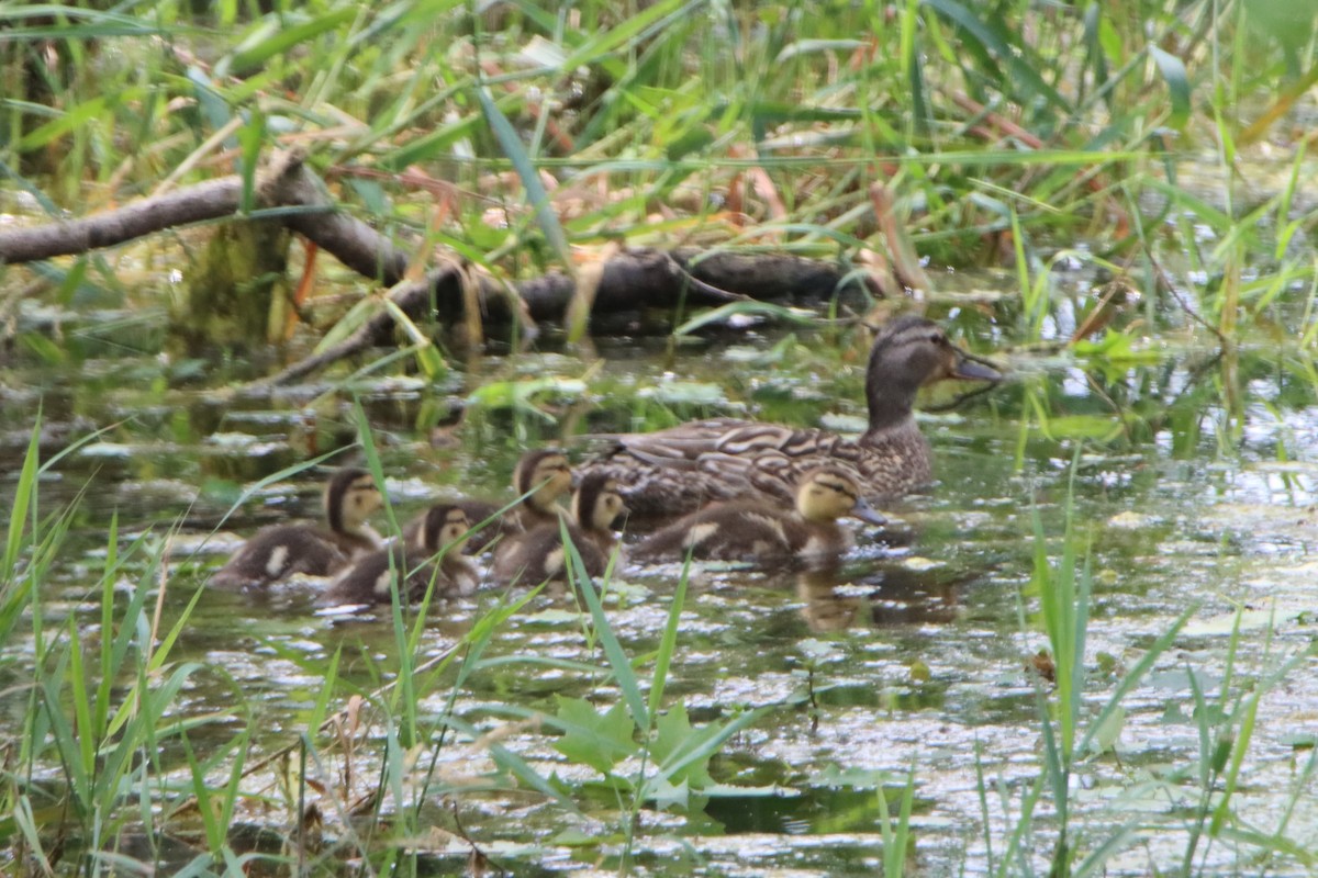 Canard colvert - ML620874563