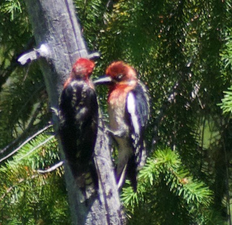 Red-breasted Sapsucker - ML620874566