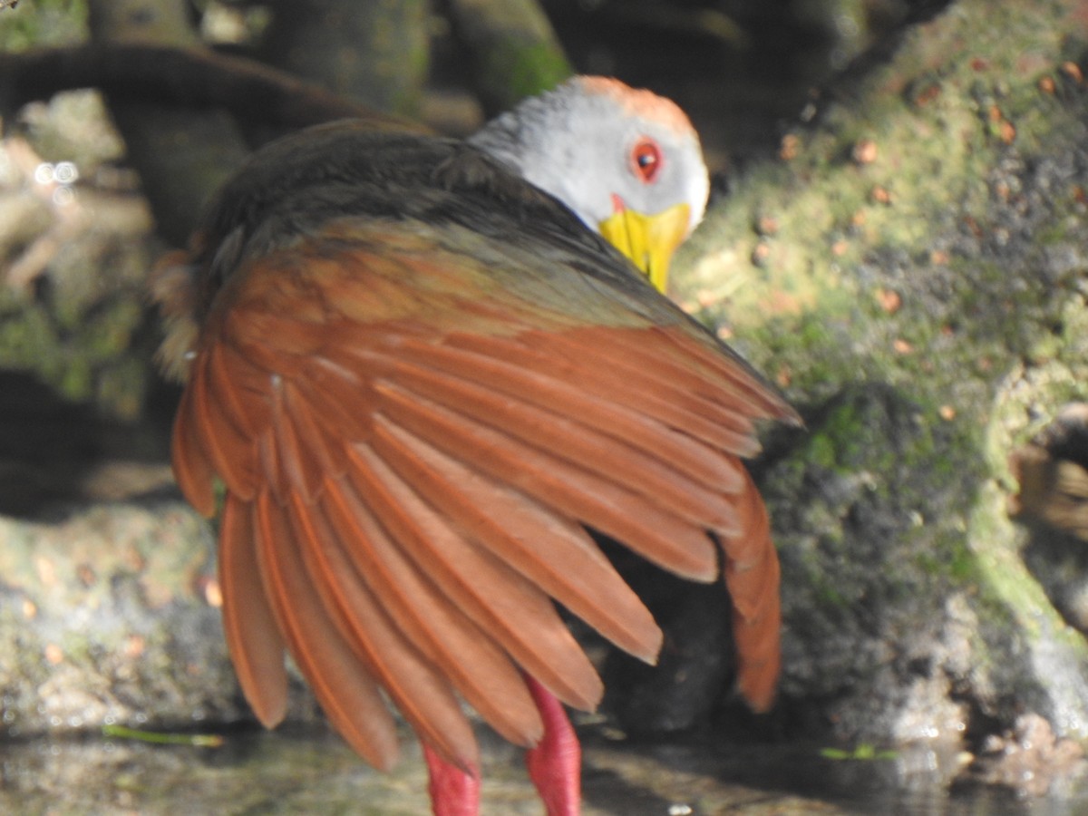 Russet-naped Wood-Rail - ML620874576