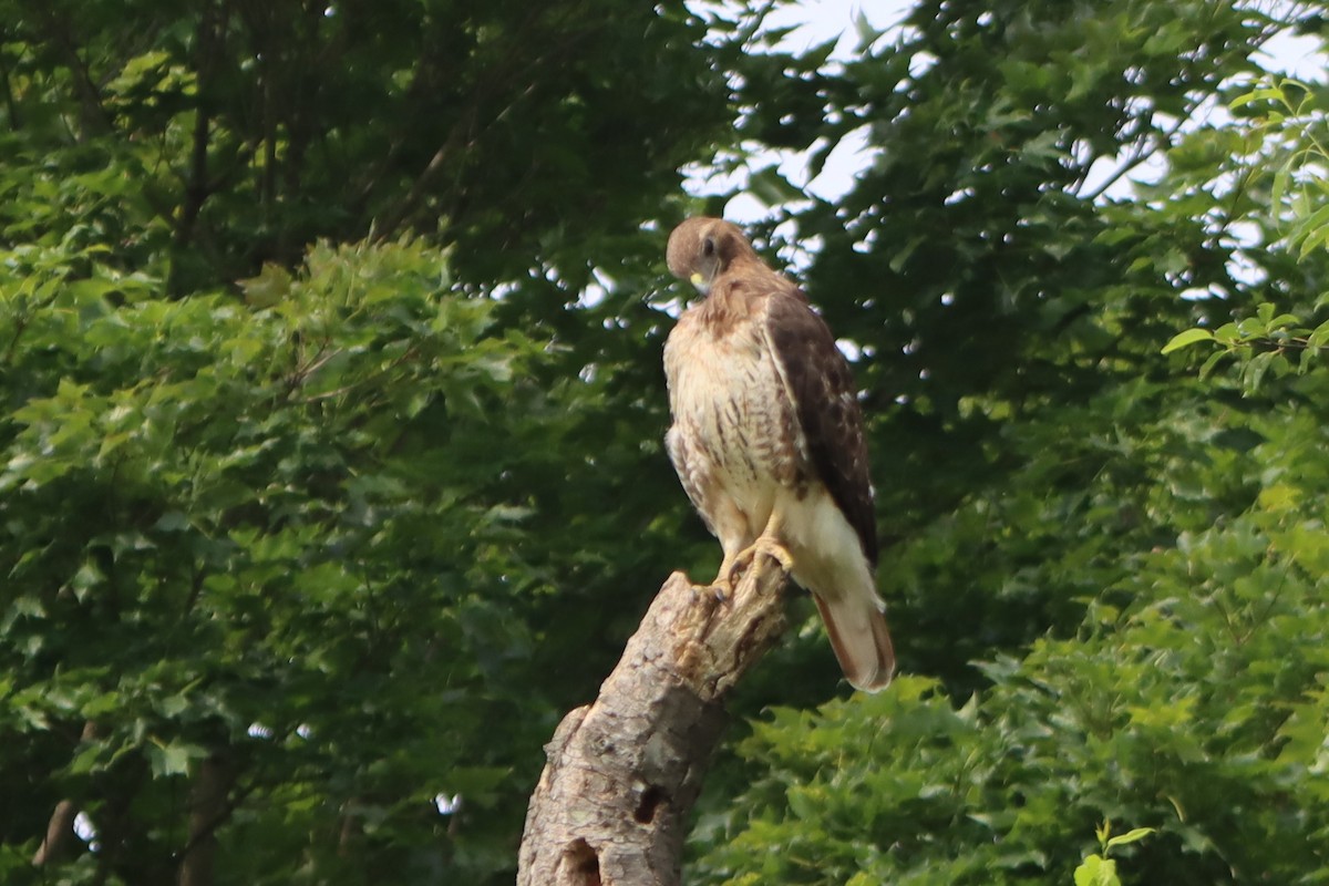 Red-tailed Hawk - ML620874587