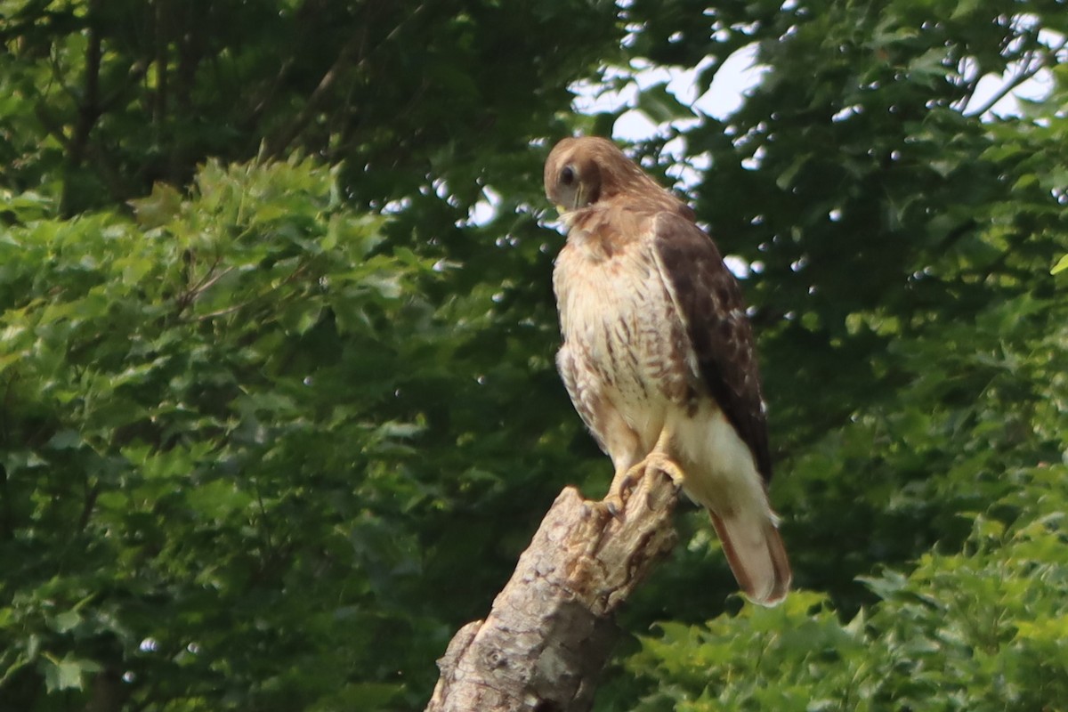 Red-tailed Hawk - ML620874592