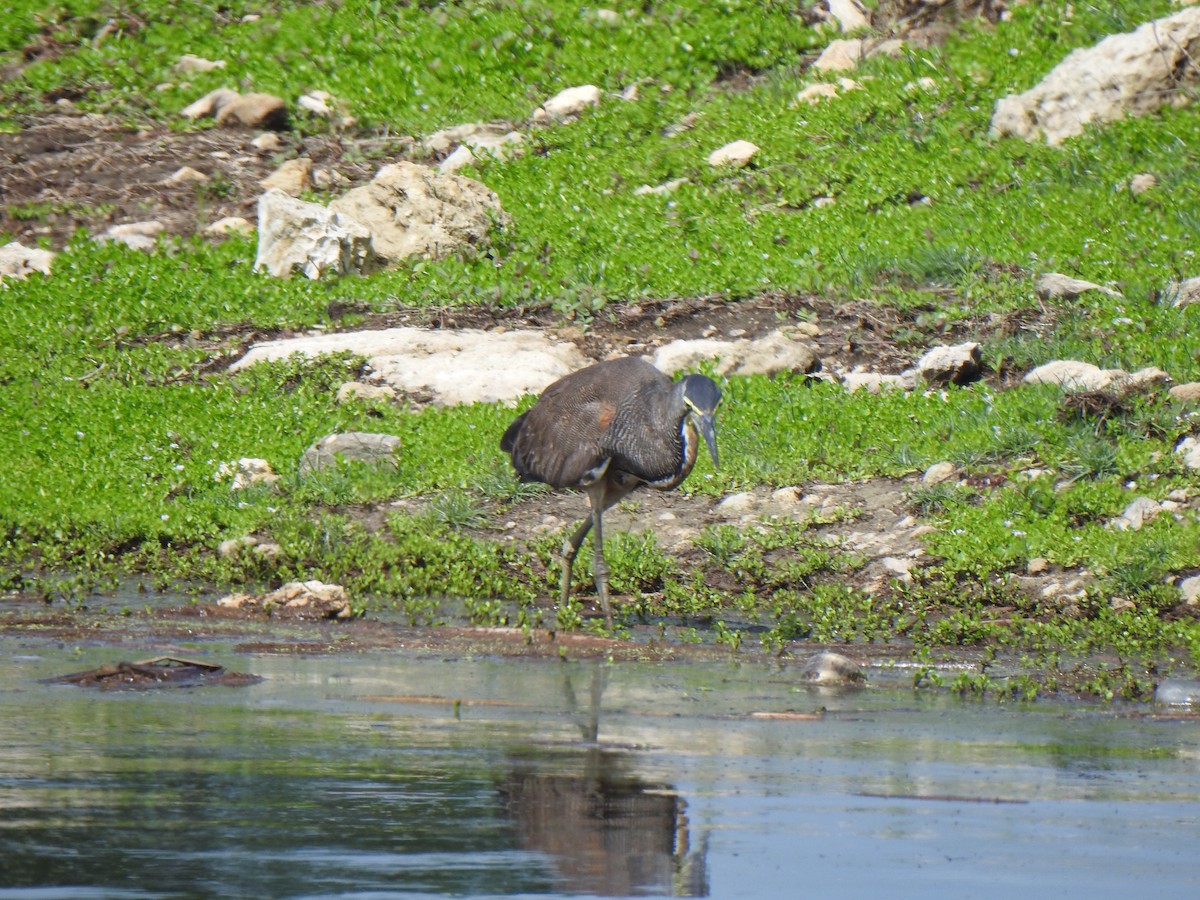 Bare-throated Tiger-Heron - ML620874596