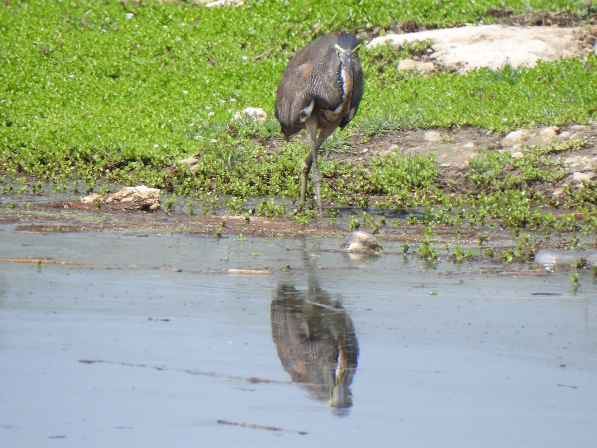 Bare-throated Tiger-Heron - ML620874597