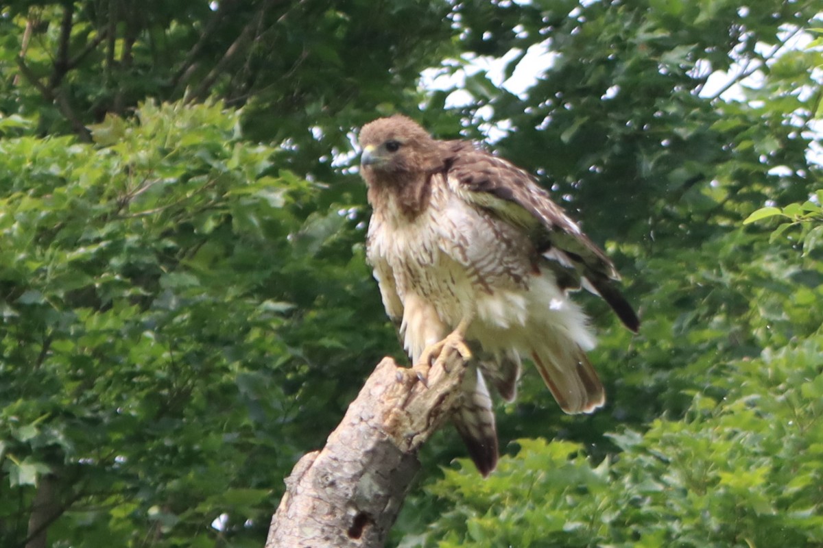 Red-tailed Hawk - ML620874599