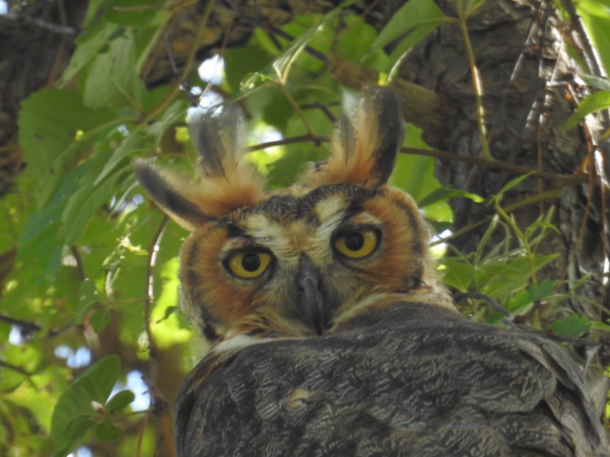 Great Horned Owl - ML620874605