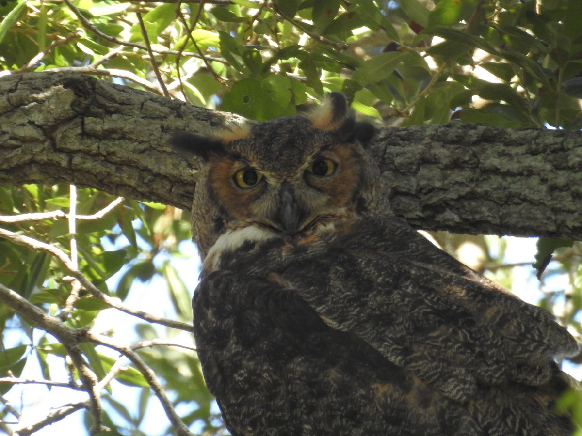 Great Horned Owl - ML620874606