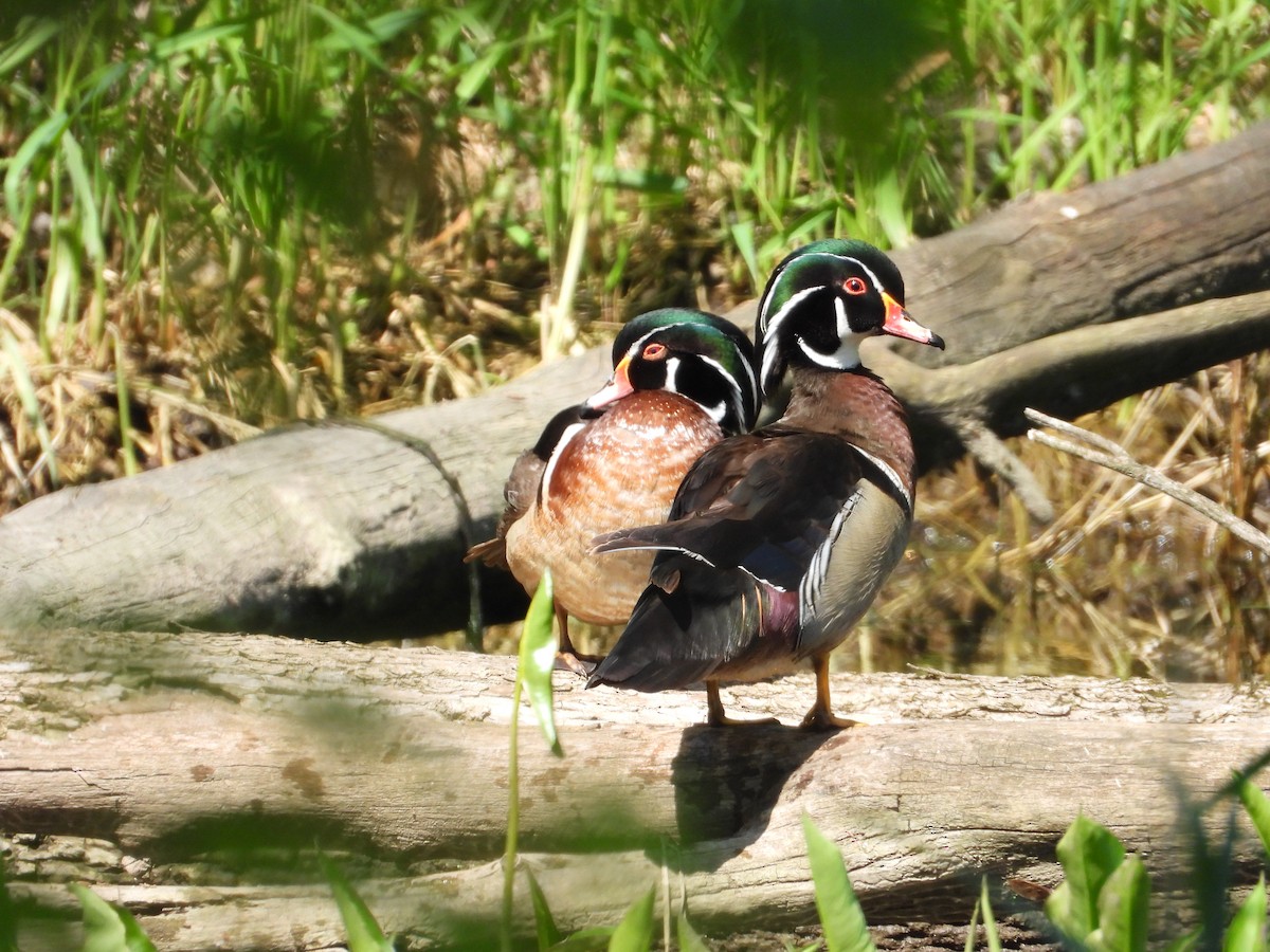 Wood Duck - ML620874615