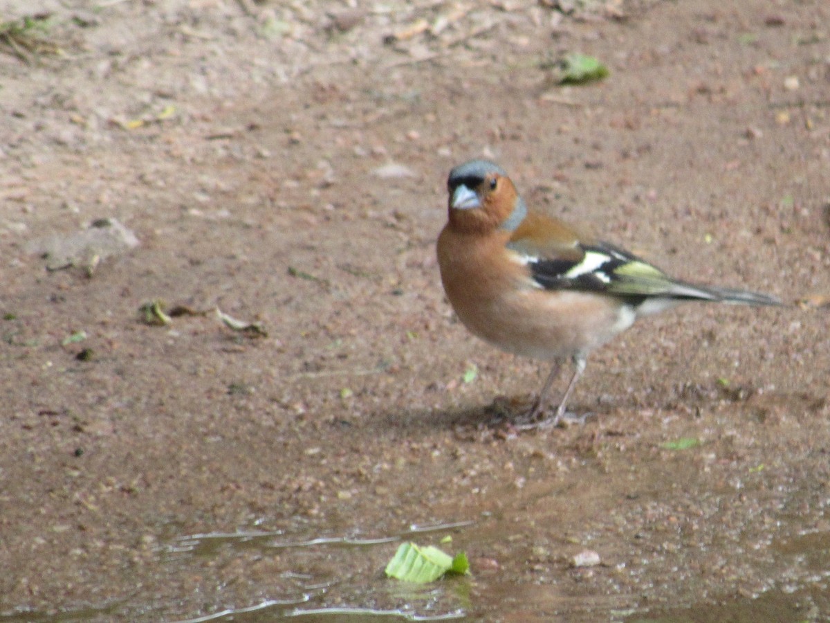 Common Chaffinch - ML620874619