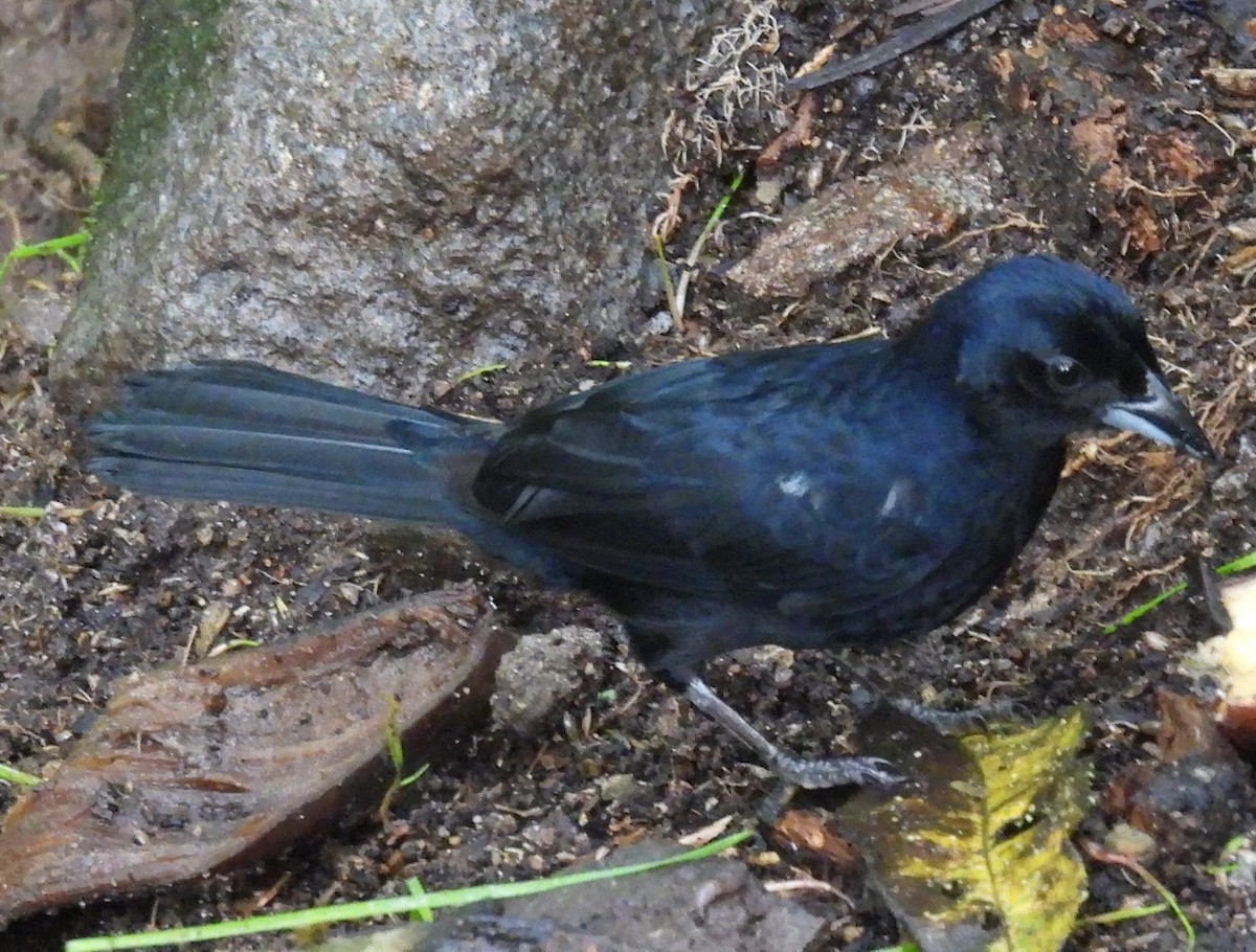 White-lined Tanager - ML620874623