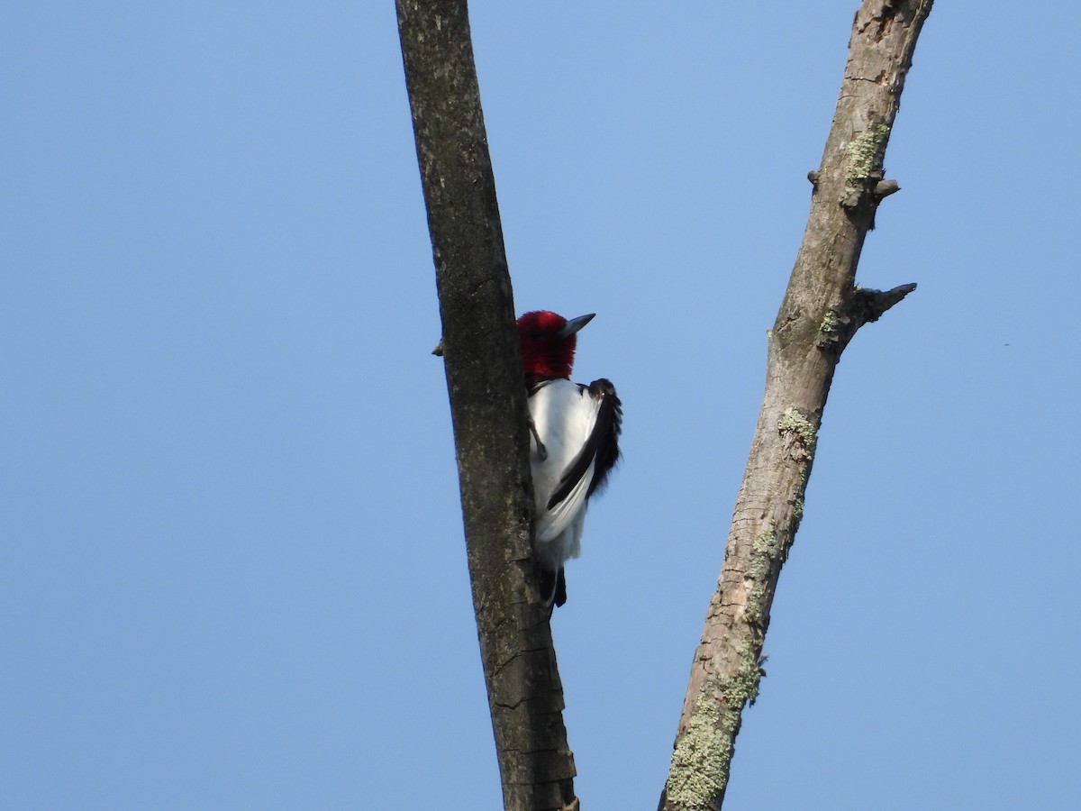 Red-headed Woodpecker - ML620874626