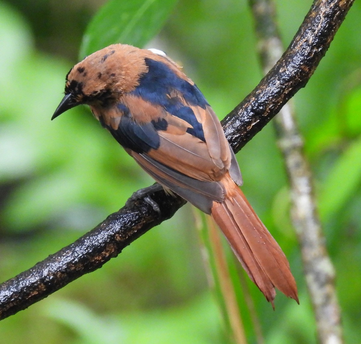 White-lined Tanager - ML620874628