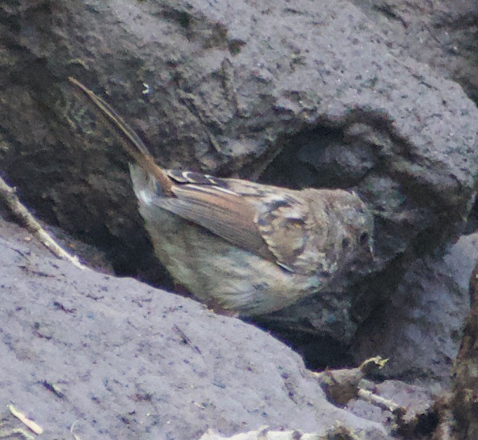 Song Sparrow - ML620874629