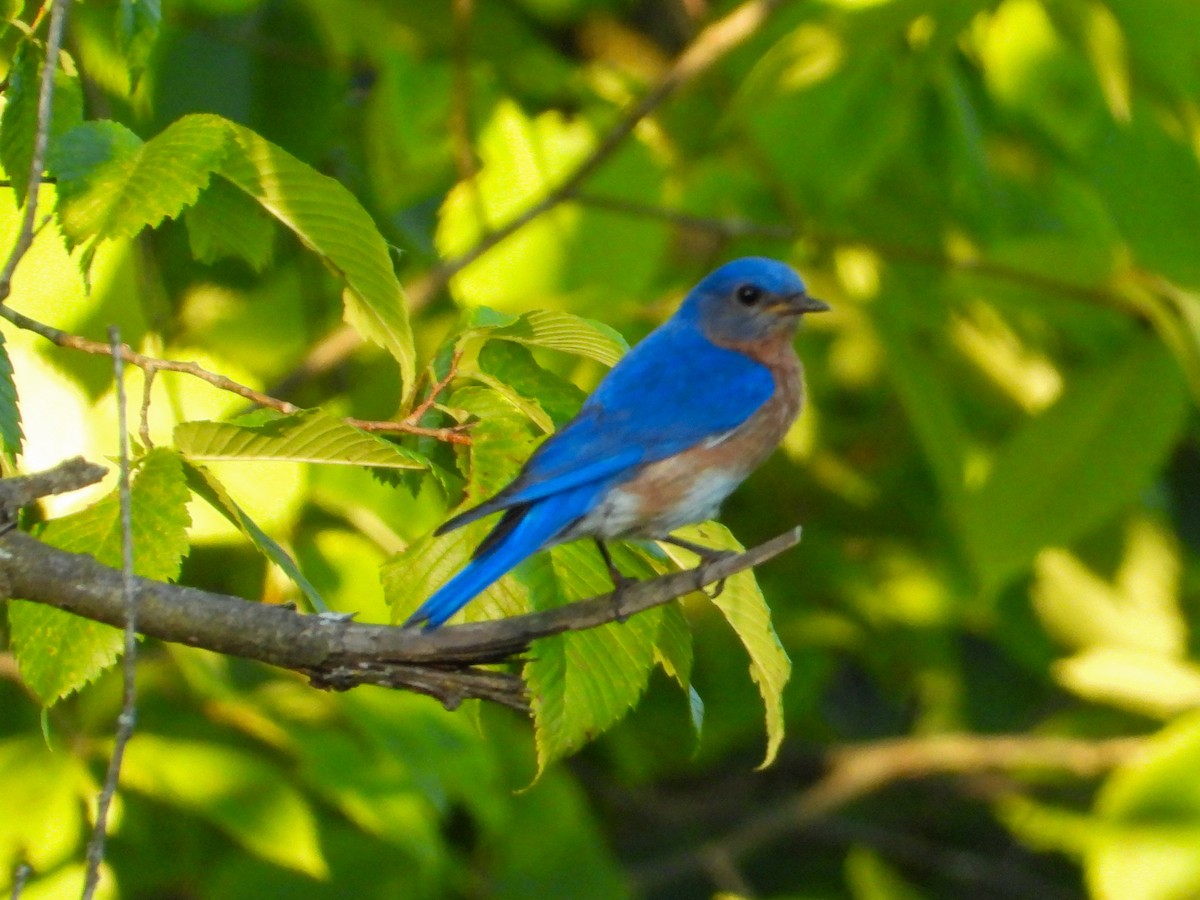 Eastern Bluebird - ML620874633