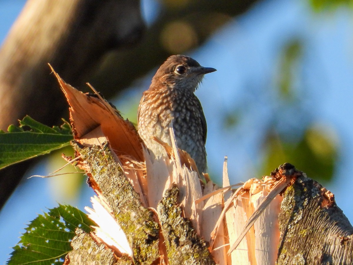 Eastern Bluebird - ML620874635