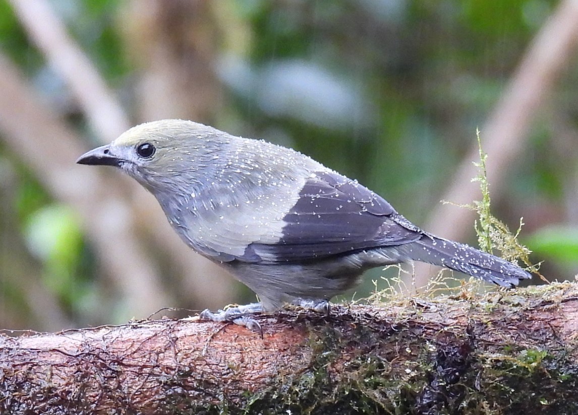 Palm Tanager - ML620874639