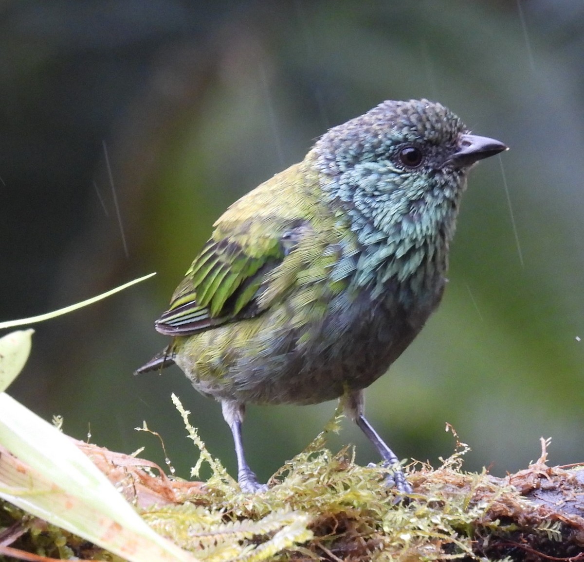 Black-capped Tanager - ML620874649