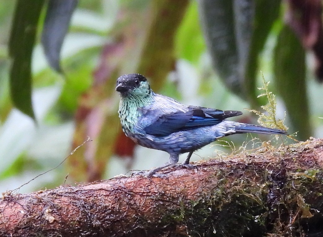 Black-capped Tanager - ML620874655