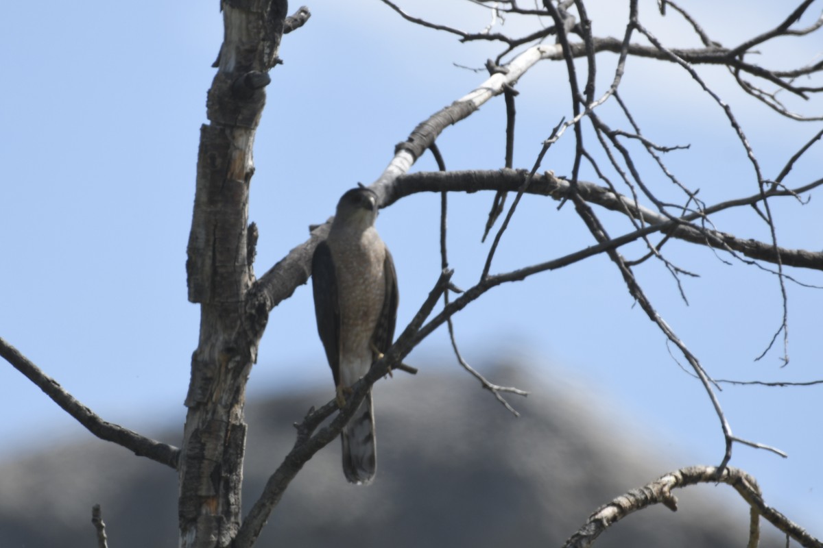 Cooper's Hawk - ML620874666