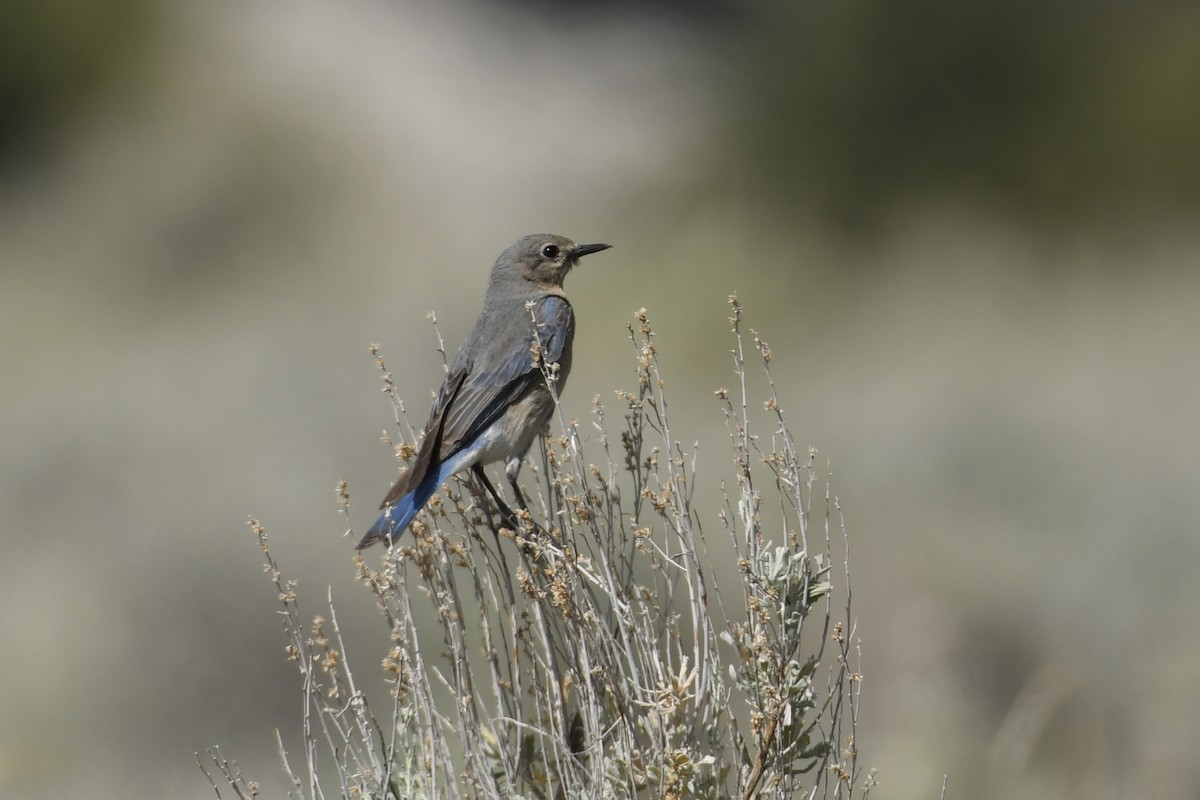 Mountain Bluebird - ML620874668