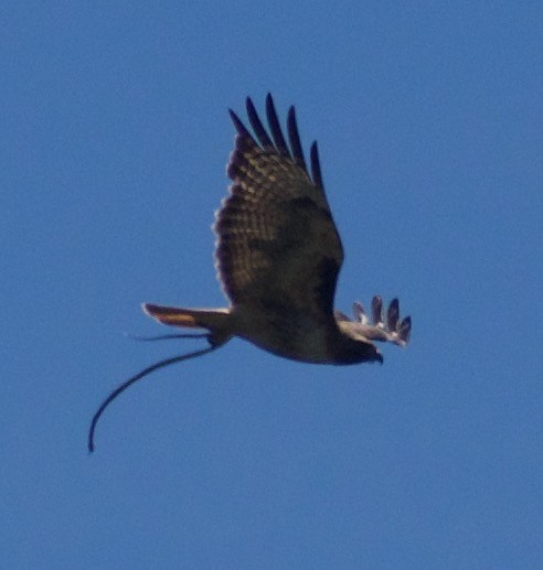 Red-tailed Hawk - ML620874672