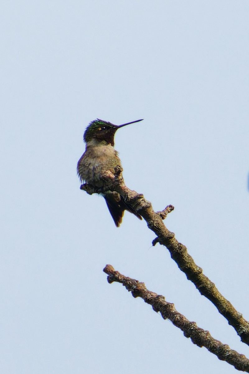Ruby-throated Hummingbird - ML620874675