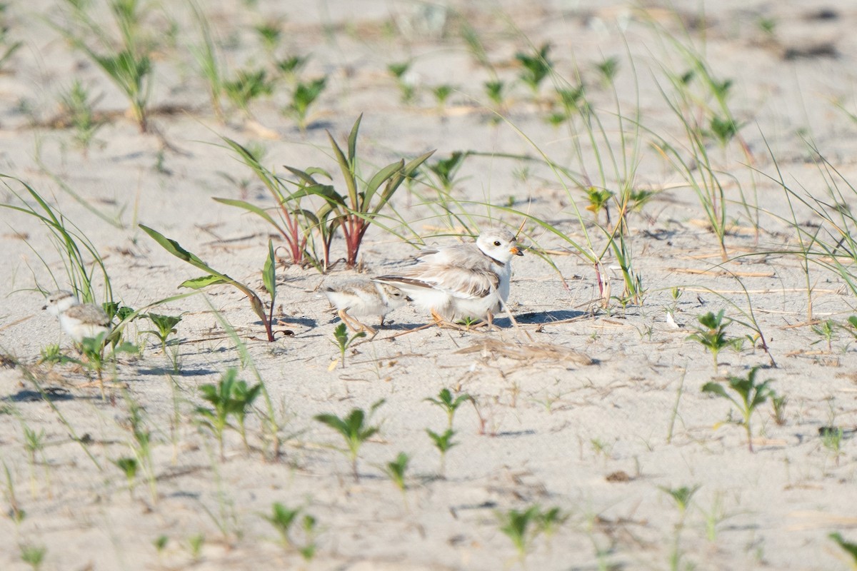 Piping Plover - ML620874681