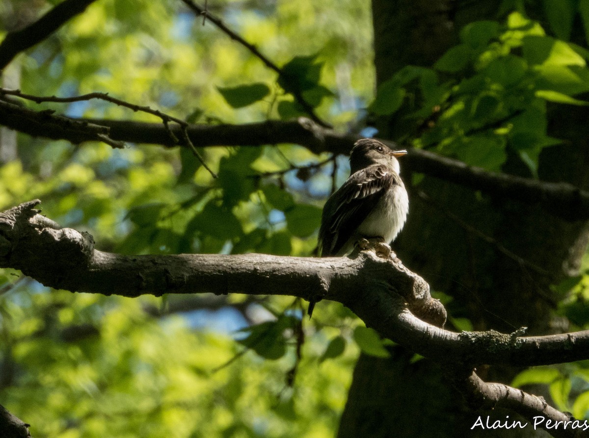 Eastern Wood-Pewee - ML620874688