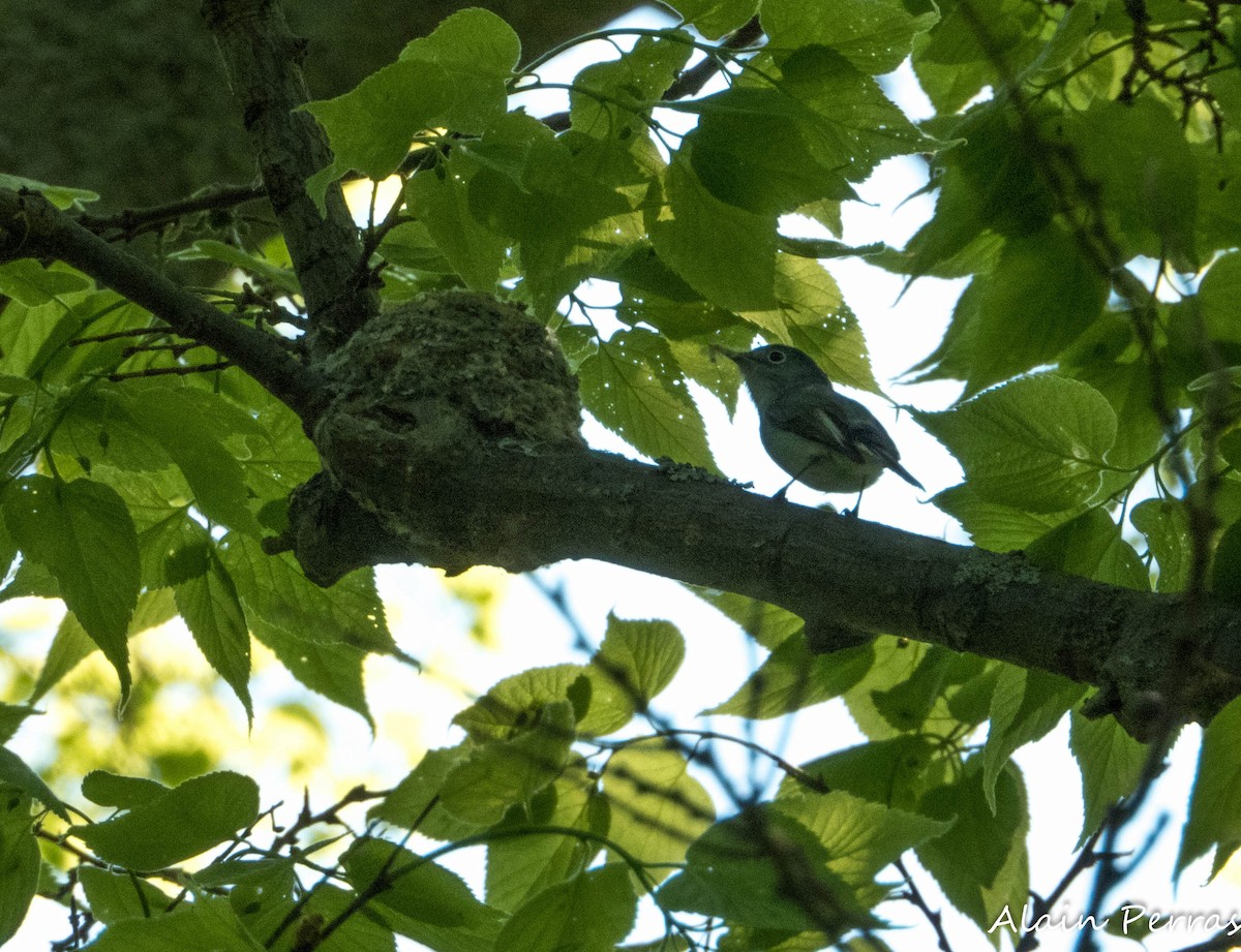 Blue-gray Gnatcatcher - ML620874691