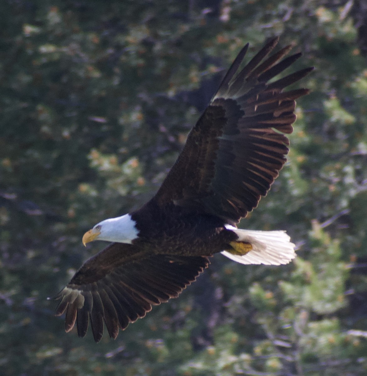 Bald Eagle - ML620874693