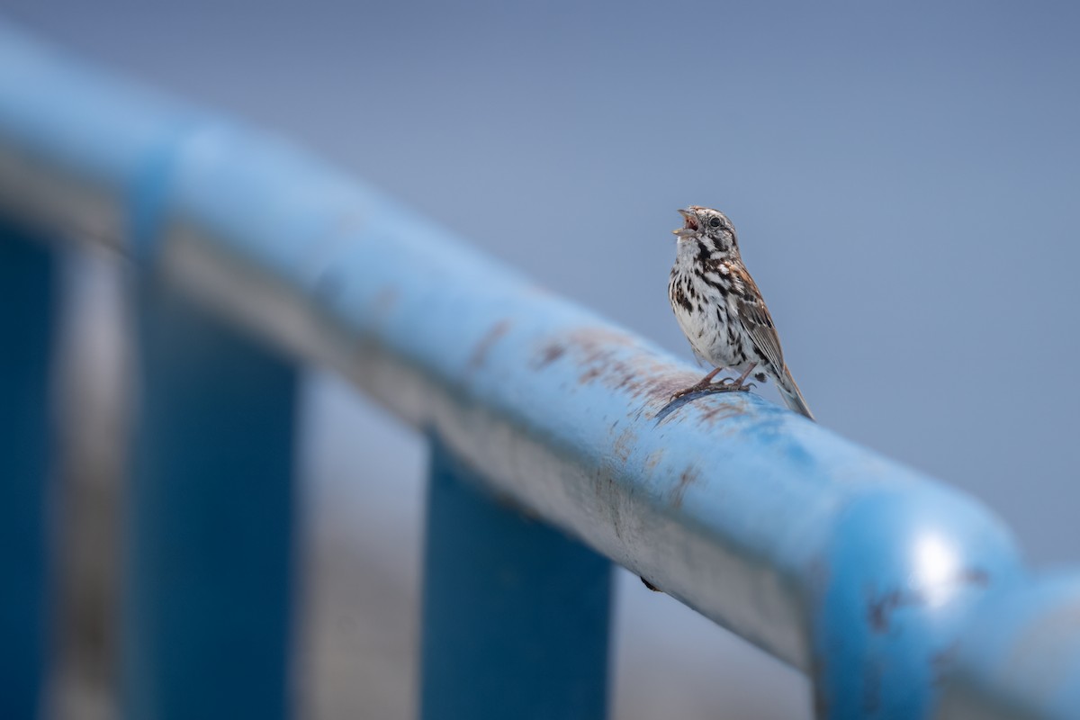 Song Sparrow - ML620874696