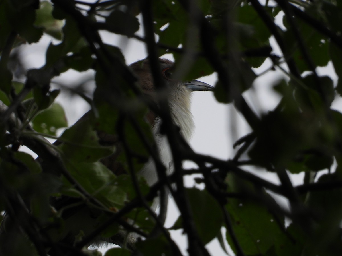 Black-billed Cuckoo - ML620874697