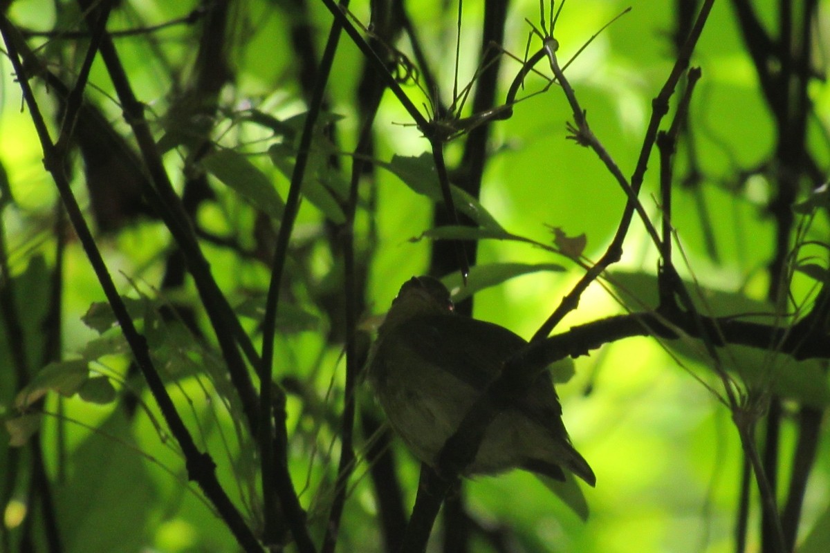 Red-capped Manakin - ML620874701