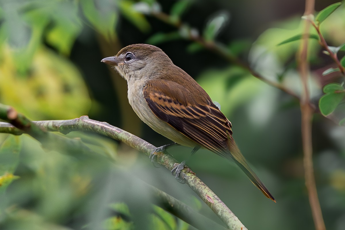 White-winged Becard - ML620874714