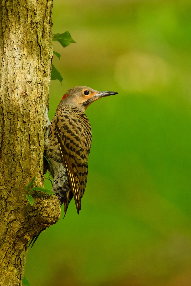 Northern Flicker - Ruogu Li