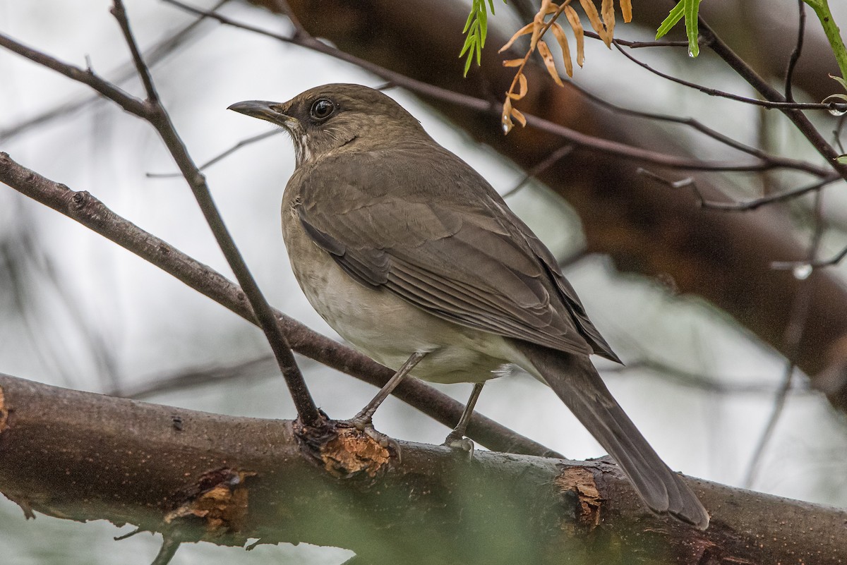 Chiguanco Thrush - ML620874720