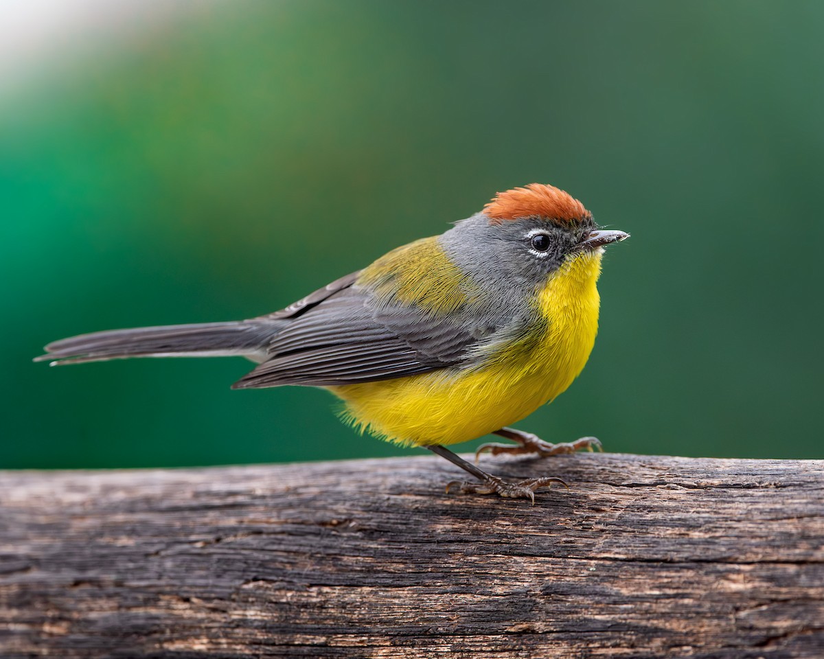 Brown-capped Redstart - ML620874722