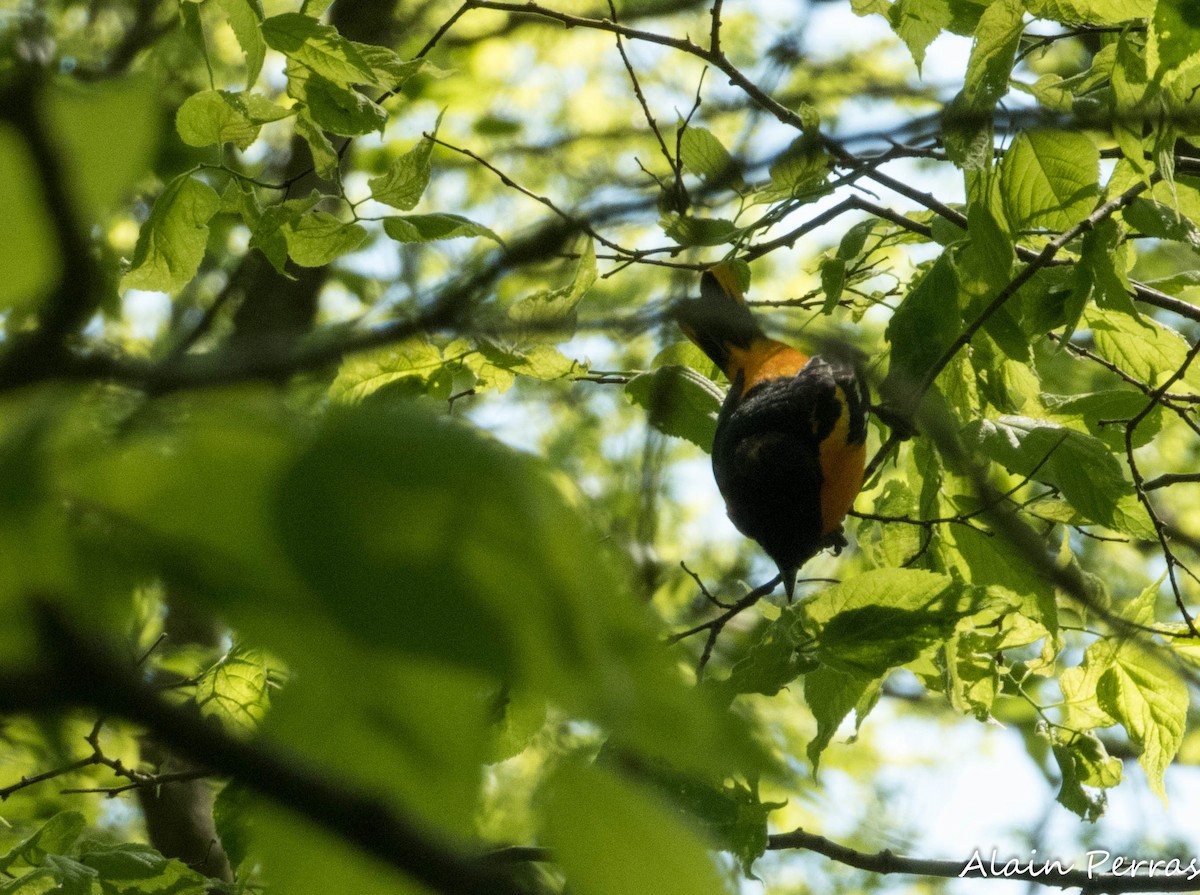 Baltimore Oriole - ML620874730